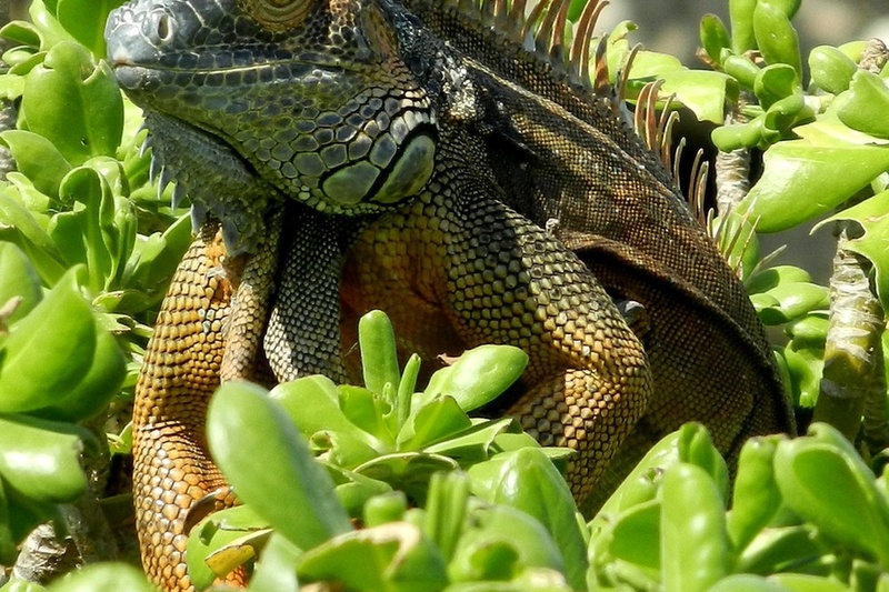 CAYMAN ISLANDS image